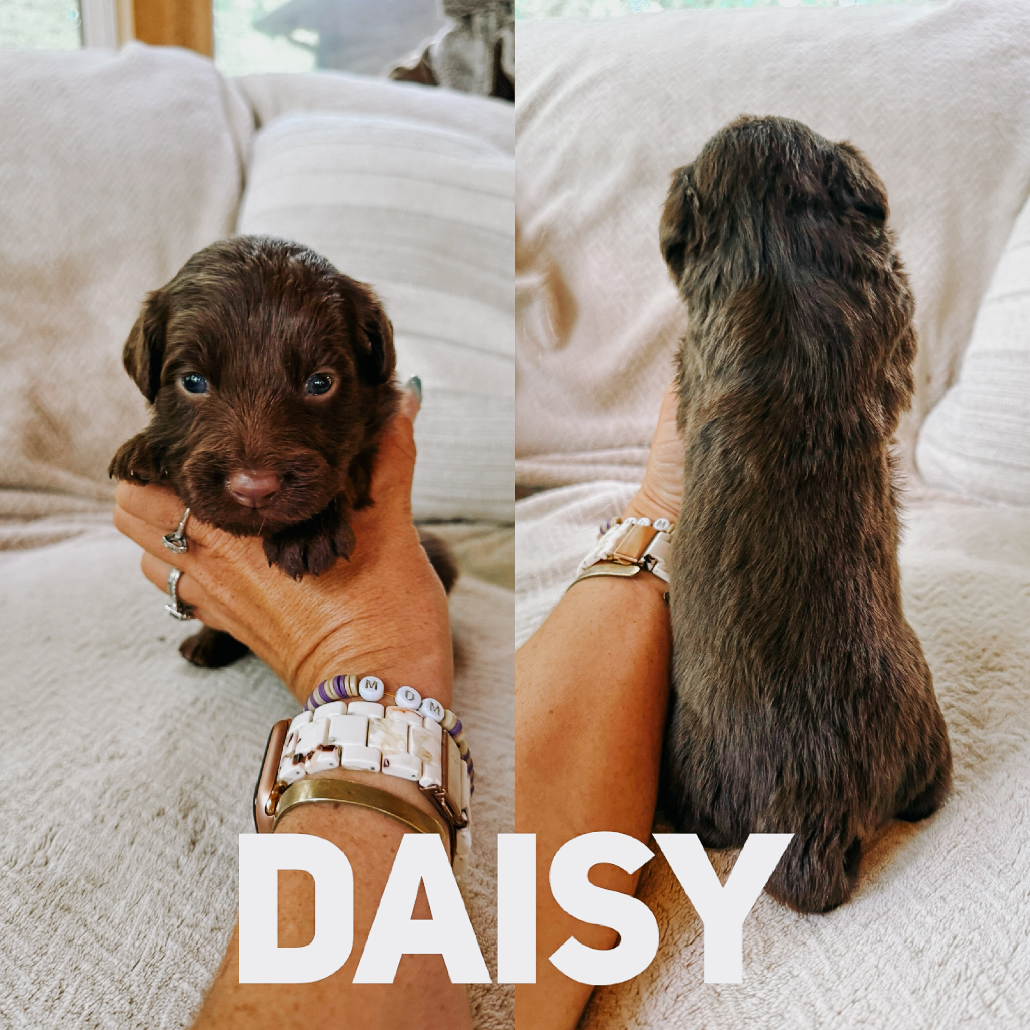 Daisy 1